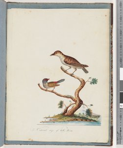 Page 140. 1. Oiseau non identifié. 2. Diamant à sourcils rouges