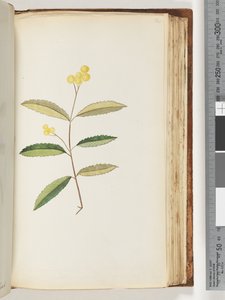 Page 140. Fleur non identifiée, octobre 1794 - Unknown artist