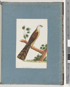 Page 141. Oiseau non identifié - Unknown artist