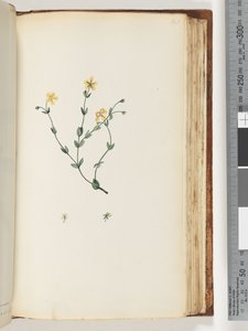 Page 141. Plante non identifiée - Unknown artist