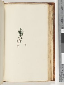 Page 143. Plante non identifiée - Unknown artist