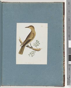 Page 144. Oiseau non identifié