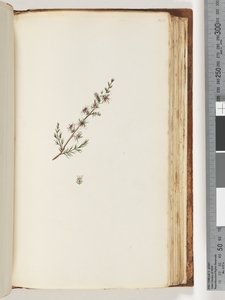 Page 144. Plante non identifiée - Unknown artist