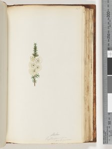 Alela / Leptospermum ambiguum - Unknown artist