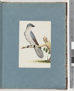 Page 145. Oiseau non identifié - Unknown artist