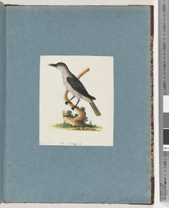 Page 146. Oiseau non identifié. Méliphage