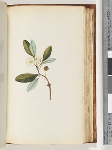 Page 146. Plante non identifiée - Unknown artist