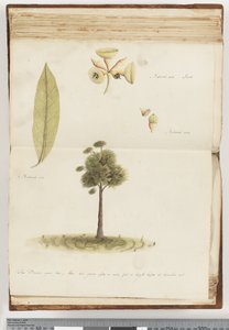 Page 148. Le Gommier brun - Unknown artist