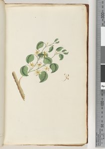 Page 14. Plante non identifiée - Unknown artist