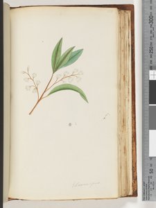 Page 150. Elaeocarpus - Unknown artist