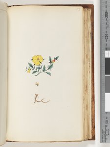 Page 153. Plante non identifiée - Unknown artist