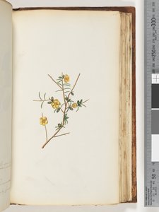 Page 155. Plante non identifiée - Unknown artist