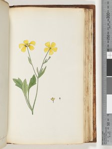Page 156. Plante non identifiée - Unknown artist