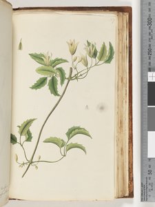 Plante non identifiée - Unknown artist