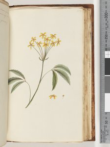 Page 158. Plante non identifiée - Unknown artist