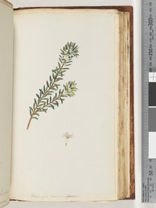 Page 159. Westringea rosmariniformis - Unknown artist