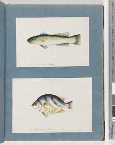 Page 15. Poisson non identifié 16. Poisson non identifié - Unknown artist