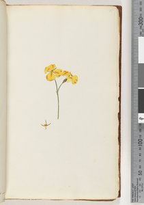 Page 15. Plante non identifiée - Unknown artist