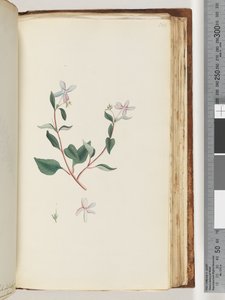 Page 160. Plante non identifiée - Unknown artist