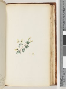 Page 162. Plante non identifiée - Unknown artist