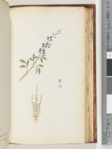 Page 163. Plante non identifiée - Unknown artist
