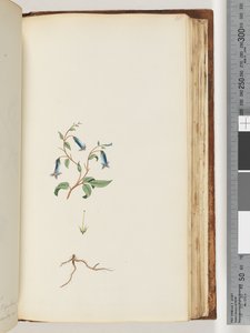 Page 165. Plante non identifiée - Unknown artist