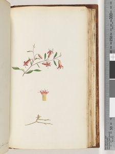 Page 166. Plante non identifiée - Unknown artist
