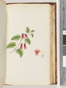 Page 169. Plante à fleurs sans nom - Unknown artist