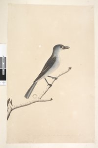 Page 16. Ceblephyris. Taille naturelle Grive musicienne Colluricincla harmonica, 1791-92