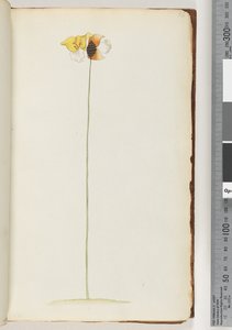 Page 16. Plante non identifiée - Unknown artist