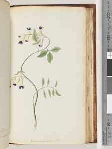 Page 171. Bignonia australis H.K - Unknown artist