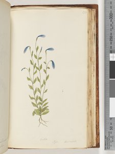 Page 173. Violette. Pigia, Decandolli - Unknown artist