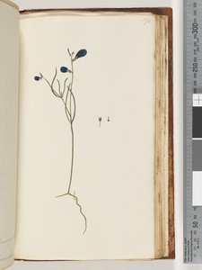 Page 174. Plante non identifiée - Unknown artist