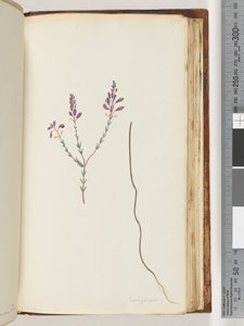 Page 175. Comaspernia - Unknown artist