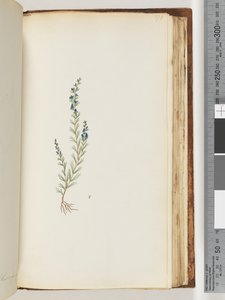 Page 176. Plante non identifiée - Unknown artist