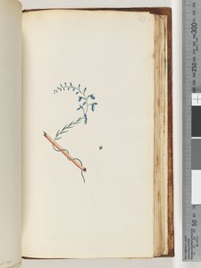 Page 177. Plante non identifiée - Unknown artist