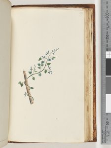 Page 179. Plante non identifiée - Unknown artist