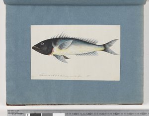 Page 17. Poisson non identifié - Unknown artist