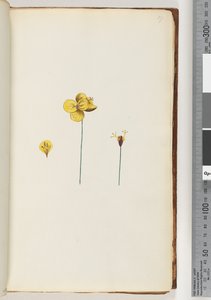 Page 17. Plante non identifiée - Unknown artist