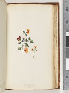 Page 180. Platylobium formosum / Pois plat élégant - Unknown artist