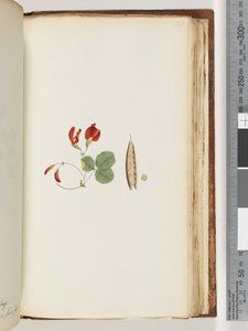 Page 181. Une liane qui pousse autour des arbres et des arbustes - Unknown