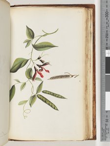 Page 182. Plante non identifiée - Unknown artist