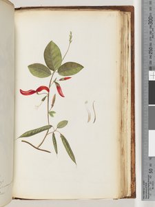 Page 183. Plantes non identifiées - Unknown artist