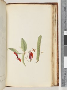 Page 184. Lianes ou Chèvrefeuilles - Unknown artist
