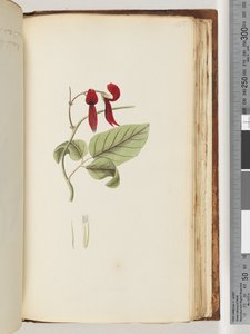 Page 185. Plante non identifiée - Unknown artist