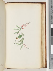 Page 186. Plante à fleurs, une liane - Unknown artist