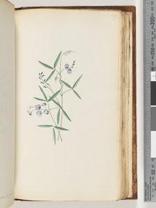 Page 187. Plante non identifiée - Unknown
