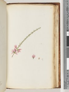 Page 188. Plante non identifiée - Unknown artist
