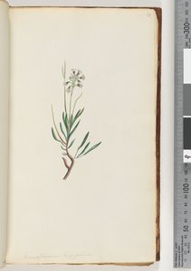 Page 18. Conospermum longifolium, graines de cône à longues feuilles - Unknown artist