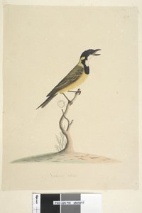 Page 18. Taille naturelle Siffleur doré Pachycephala pectoralis, mâle, 1791-92 - Unknown artist